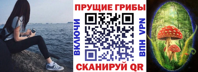 Псилоцибиновые грибы Cubensis  где найти   Сураж 